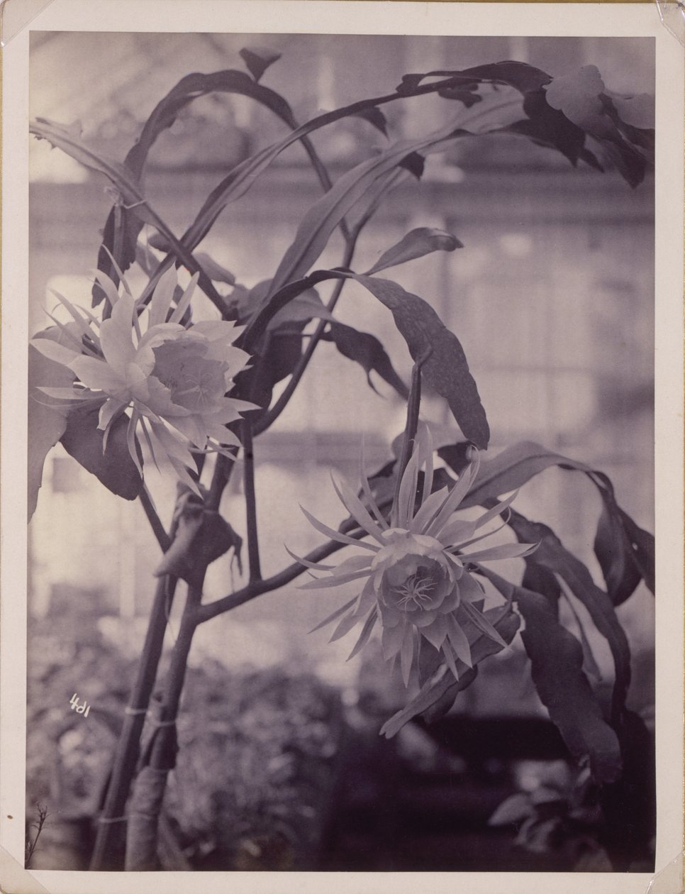  av Unidentified