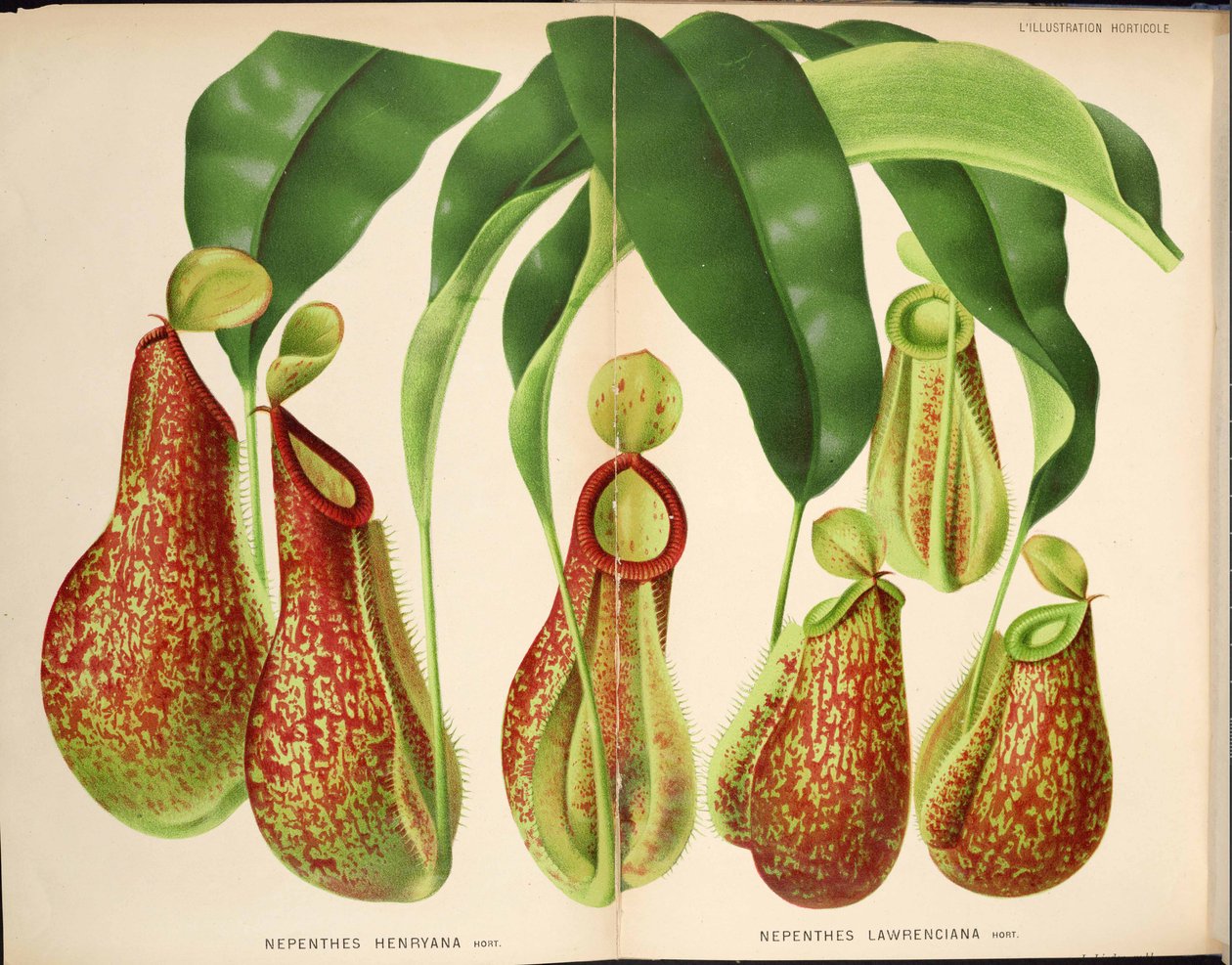 Nepenthes henryana & Nepenthes lawrenciana - L’Illustration horticole (1882) av Unknown