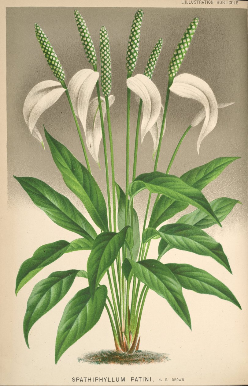 Spathiphyllum patinii av Unknown