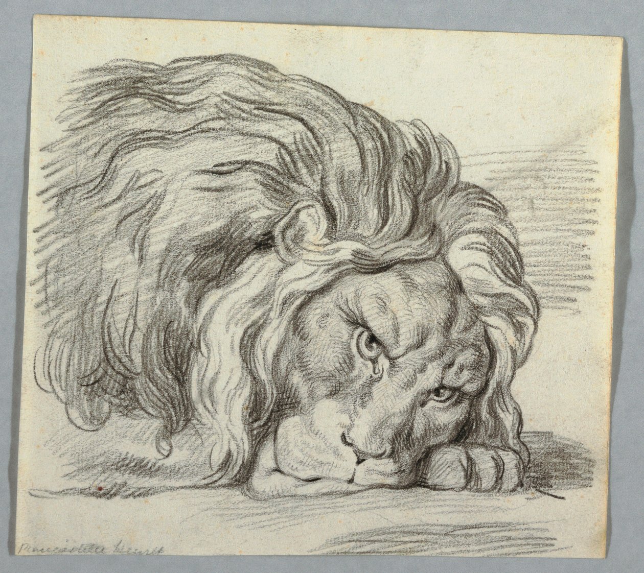 Tegning, studie av en løve av Unknown