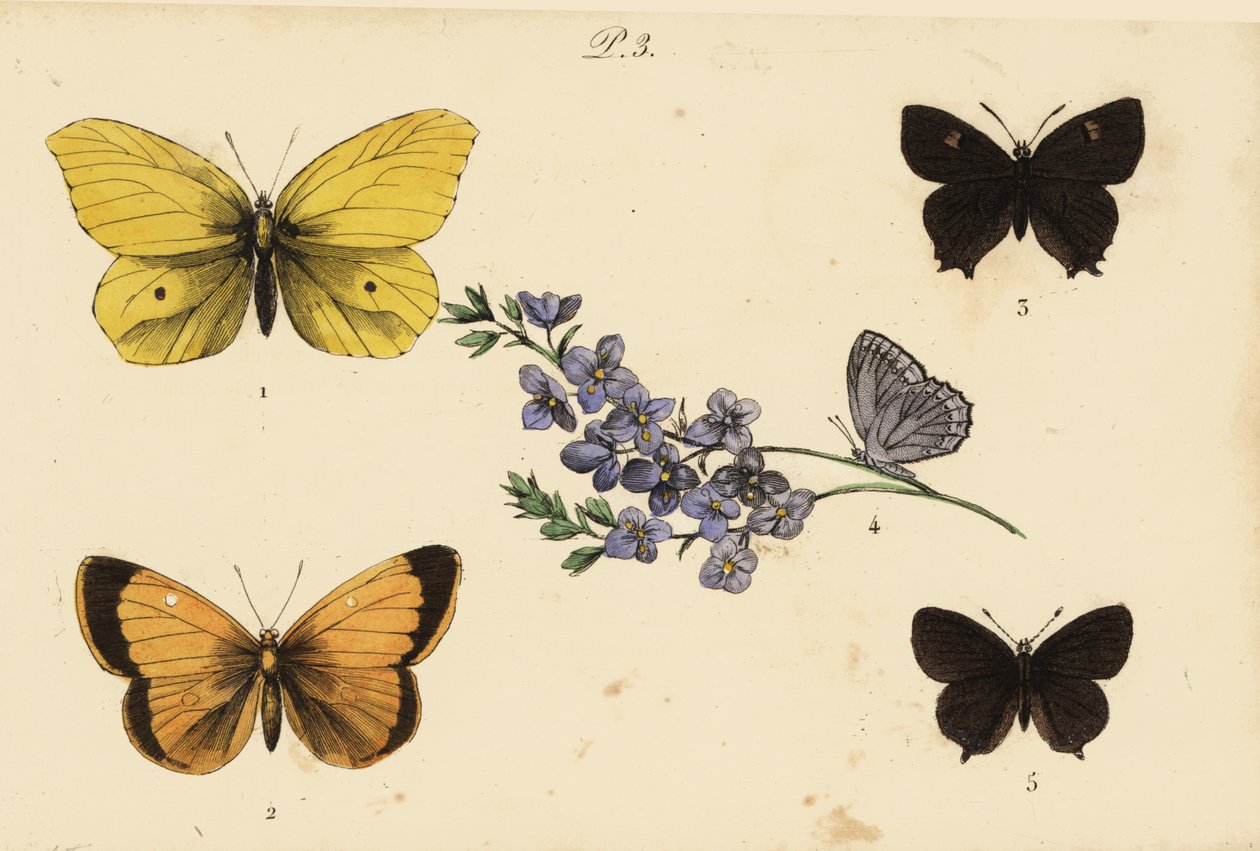 Vanlig svovel, Gonepteryx rhamni 1, skygul, Colias croceus 2 brun hårstripe, Thecla betulae 3, Meleagers blå, Polyommatus daphnis 4, og svart hårstripe, Satyrium pruni 5 av Unknown