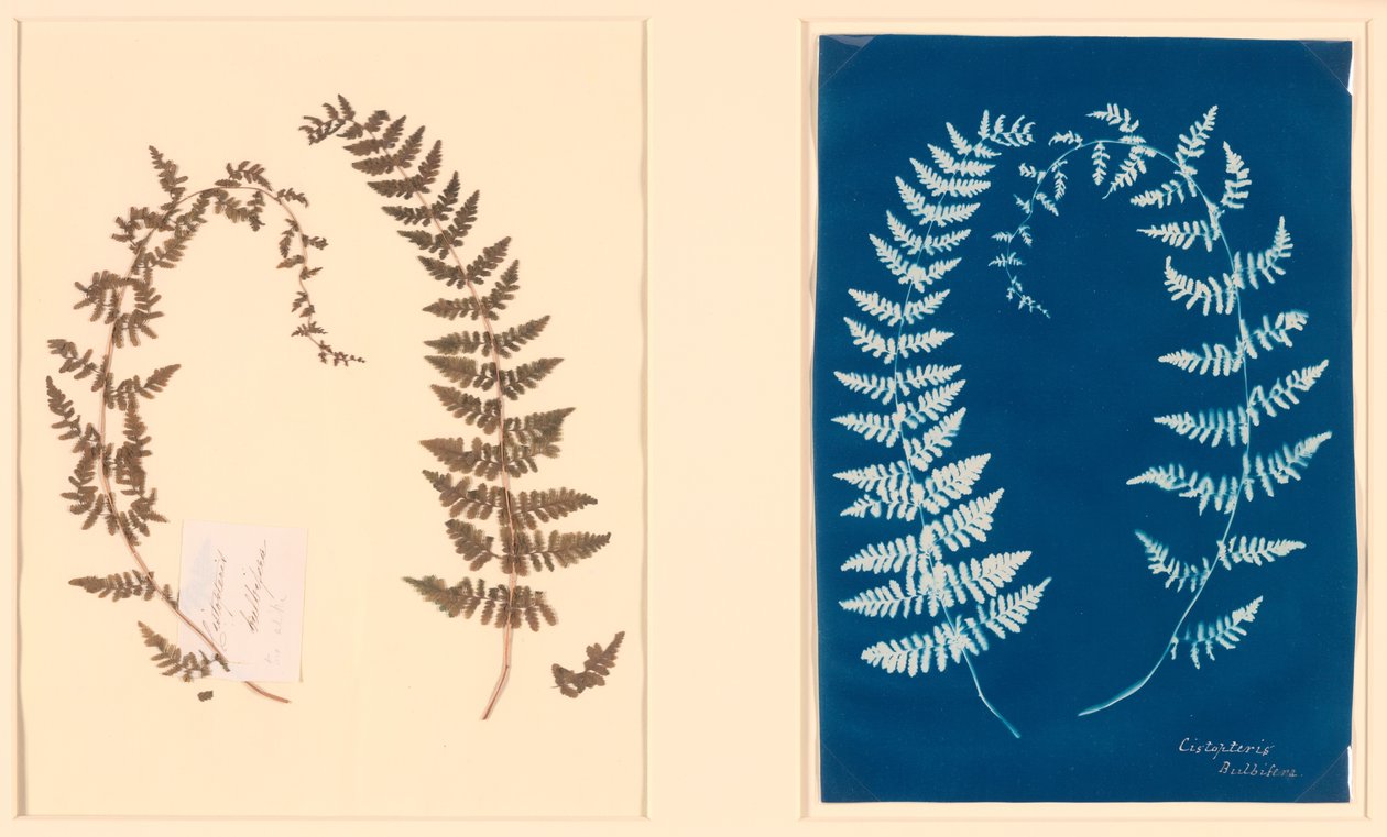 Fra Hatton Fern Album av Unknown