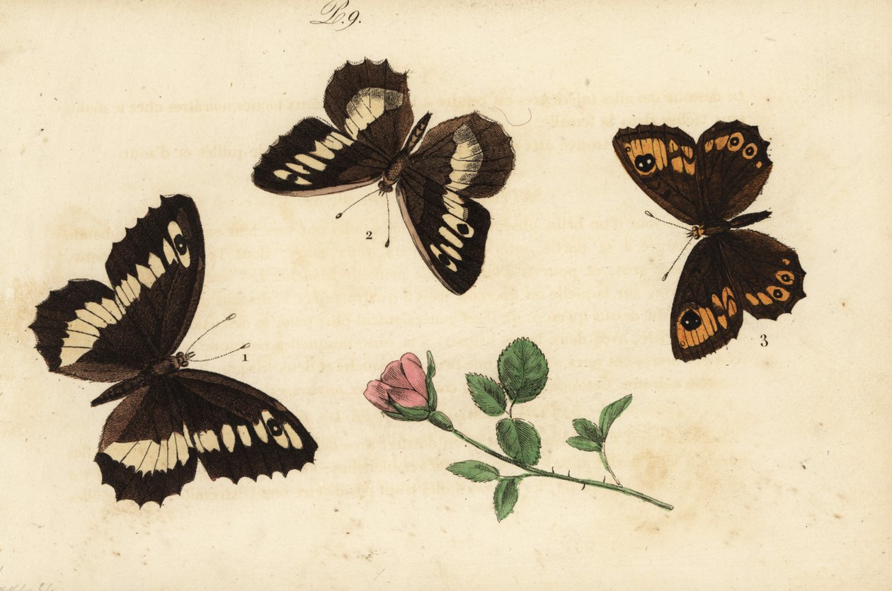 Storbåndet harr, Brintesia circe 1, eremitt, Chazara briseis 2, og stor vegg brun, Lasiommata maera 3 av Unknown