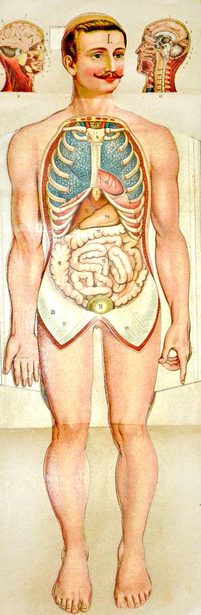 Human Anatomy fold-out utdanningsmodell, ca. 1895 av Unknown