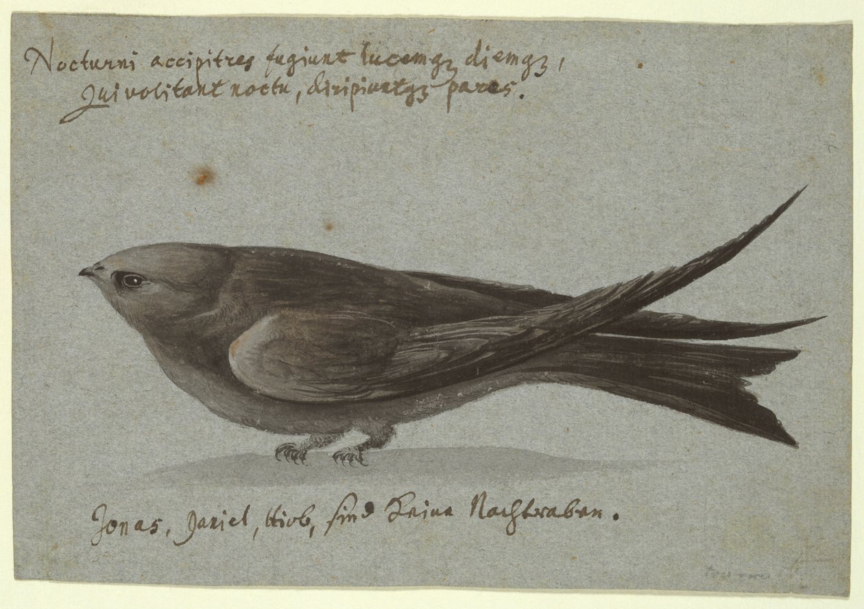 Nightjar av Unknown
