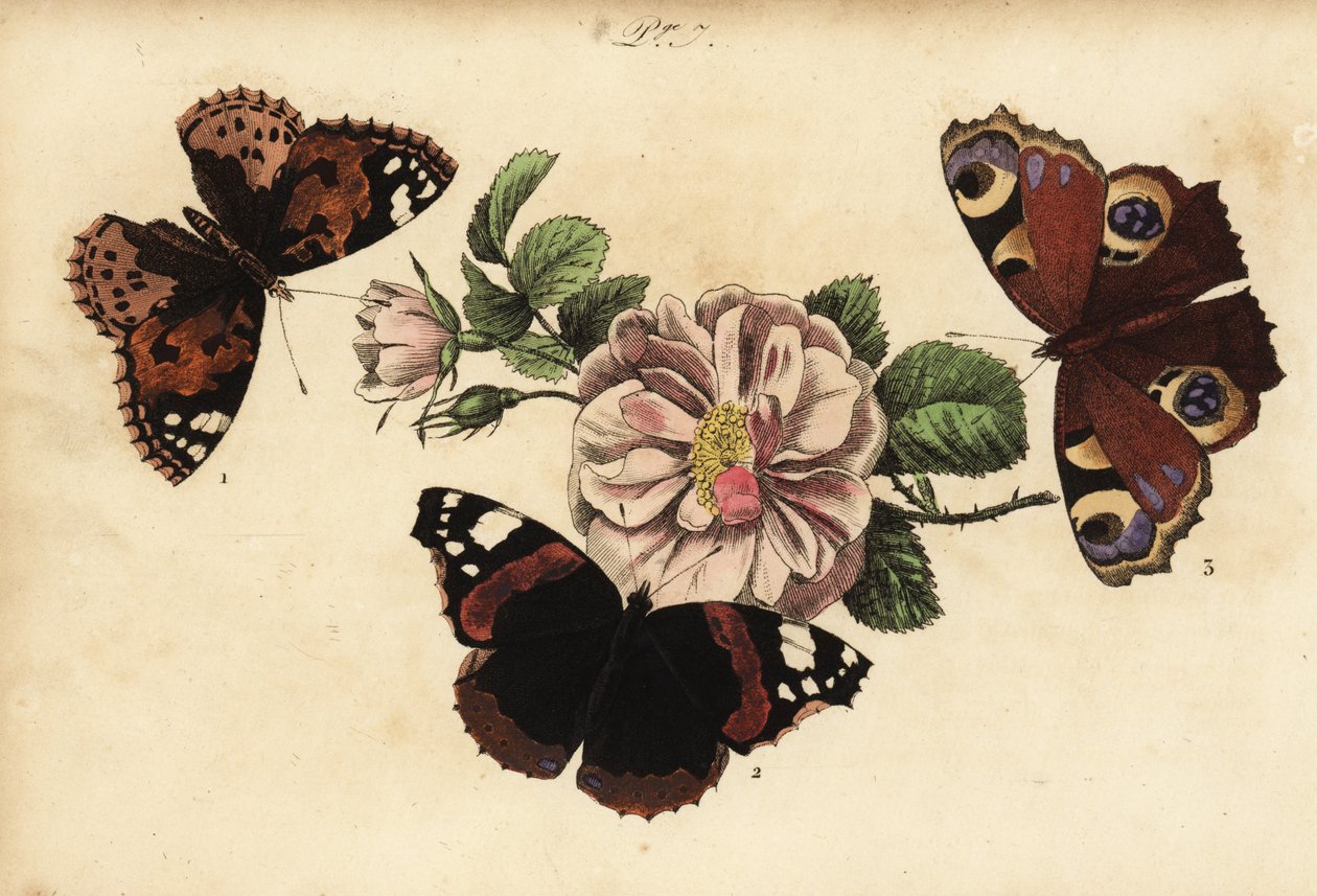 Malt damesommerfugl, Vanessa cardui 1, rød admiral, Vanessa atalanta 2 og europeisk påfugl, Aglais io 3 av Unknown