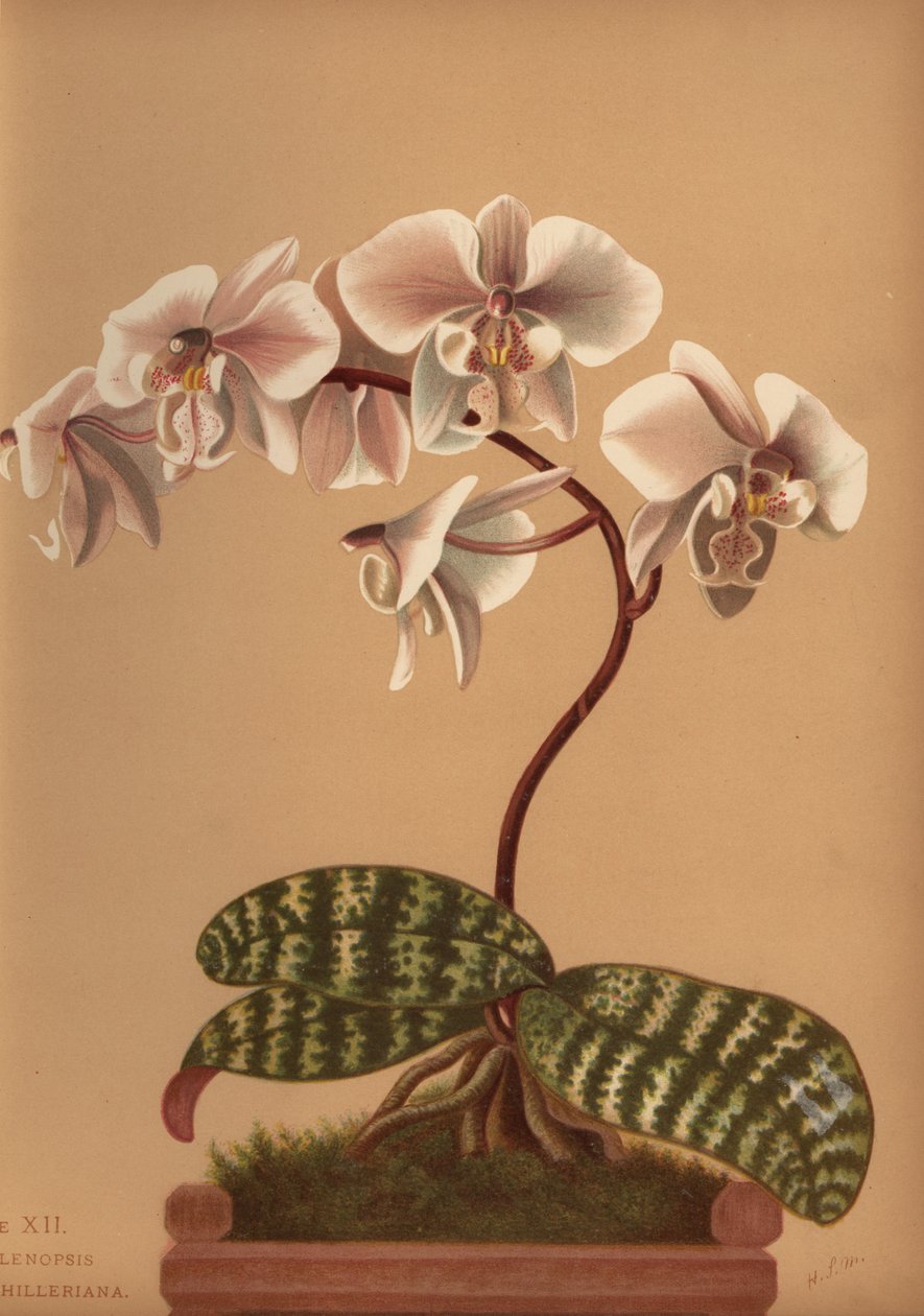 Phalaenopsis schilleriana (Phalenopsis schilleriana) av Unknown