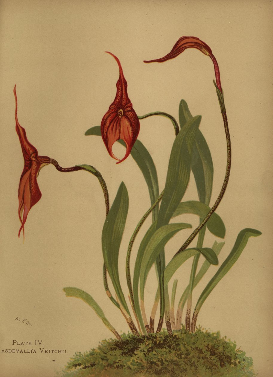Veitchs masdevallia eller kongen av masdevalliaene, Masdevallia veitchiana av Unknown