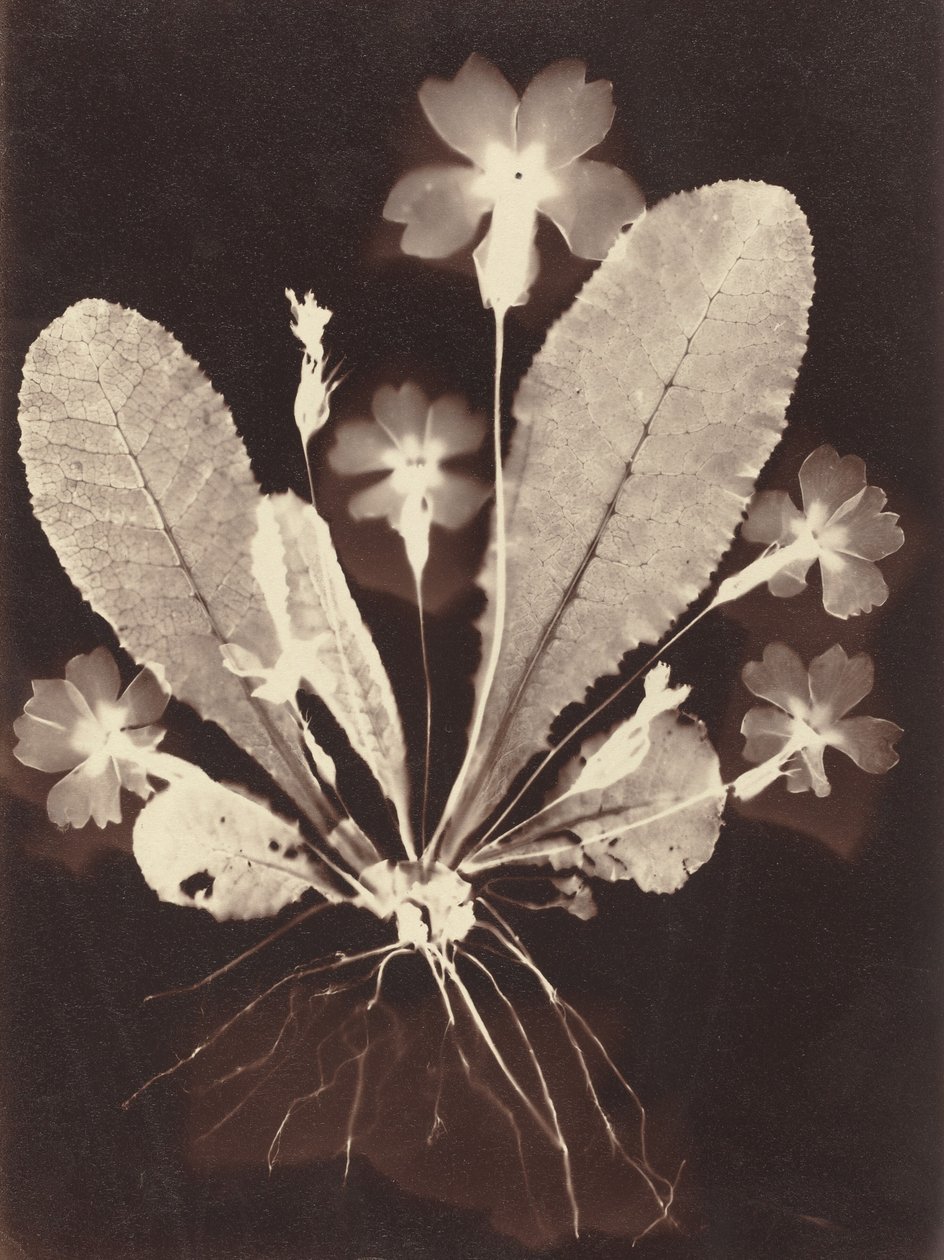 Botanisk fotogram av Unknown 19th Century