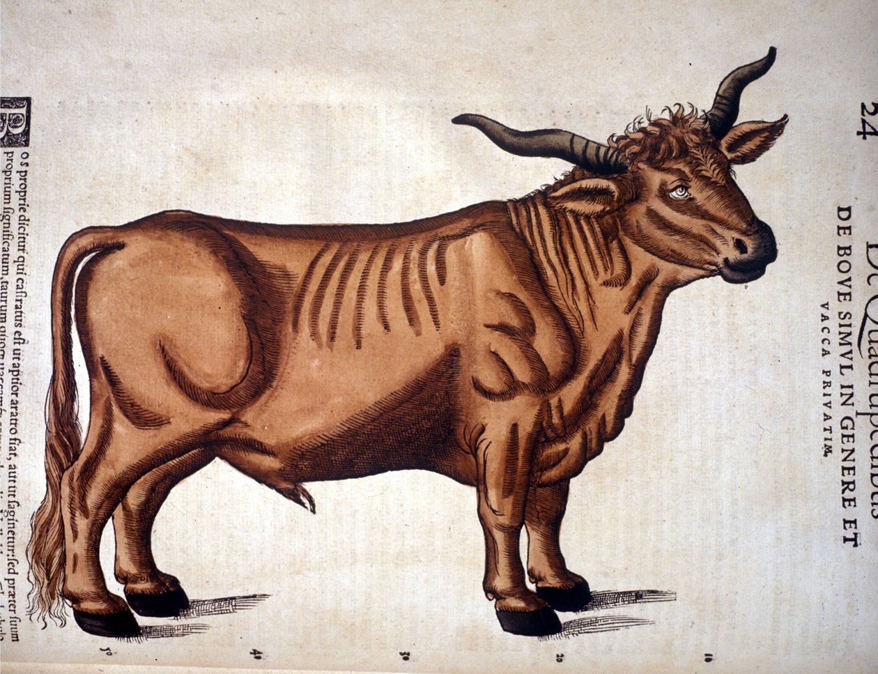 A Beef from the History of Animals of Conrad Gesner, Tiguri 1560. Biblioteca Nazionale Braidense. Milan av Unknown artist