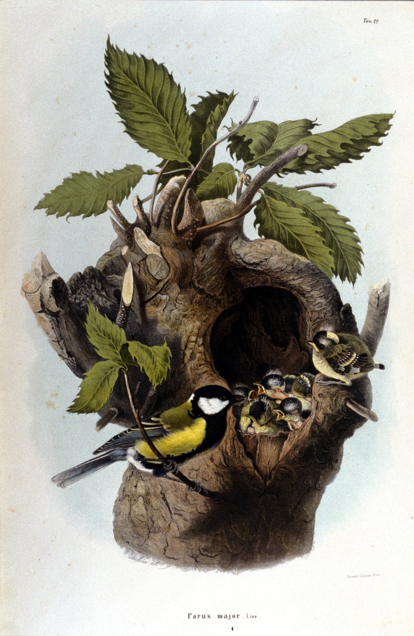 Et bord som representerer en vanlig fugl (eller spurv) nær reiret. av Unknown artist