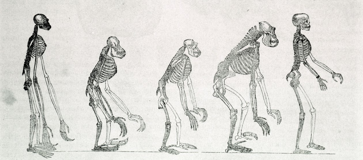 En sammenlignende studie av skjelettene til mennesket og aper: gibbon, orang outan (orang-utang, orang outang, orangutang), sjimpanse og gorilla. av Unknown artist