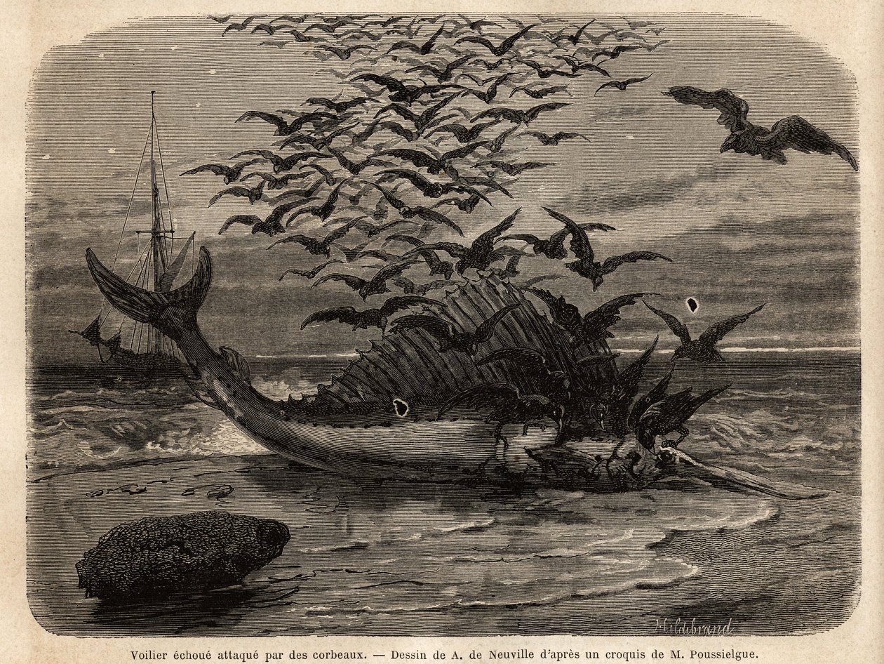 En kosmopolitisk seilbåt, den raskeste fisken i verden, takket være sin seilformede finne på ryggen, forkastet på kysten og angrepet av kråker. Gravering for å illustrere historien Quatre mois en Florida, av M. Pousselgue, i 1851-1852, publisert i "" le to av Unknown artist