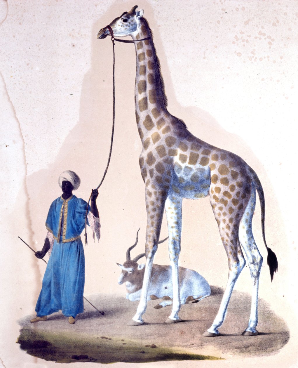 En sjiraff og treneren hennes på sirkuset. Litografi av Unknown artist