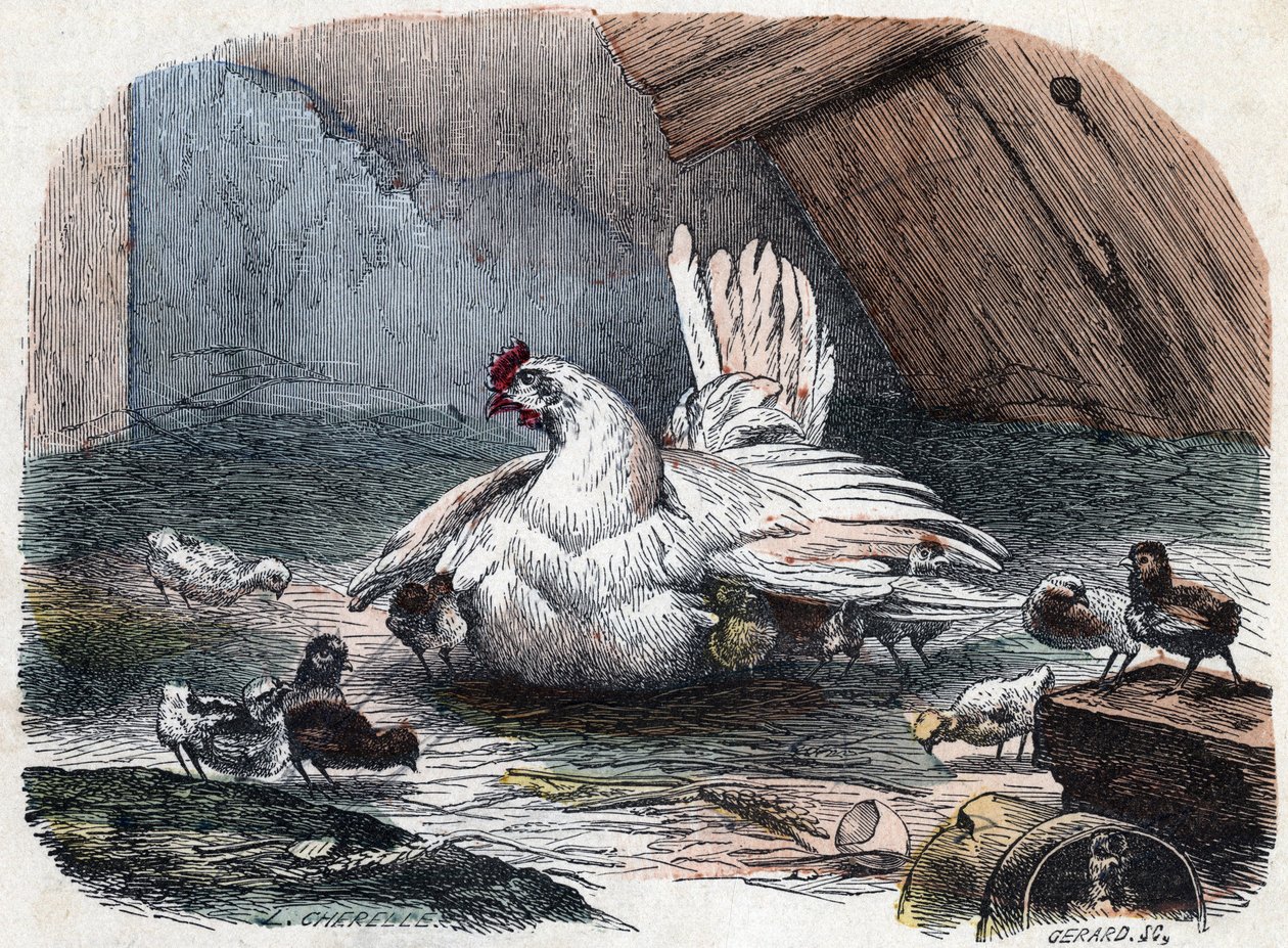 En høne beskytter ungene sine mot kulden ved å strekke ut vingene. av Unknown artist
