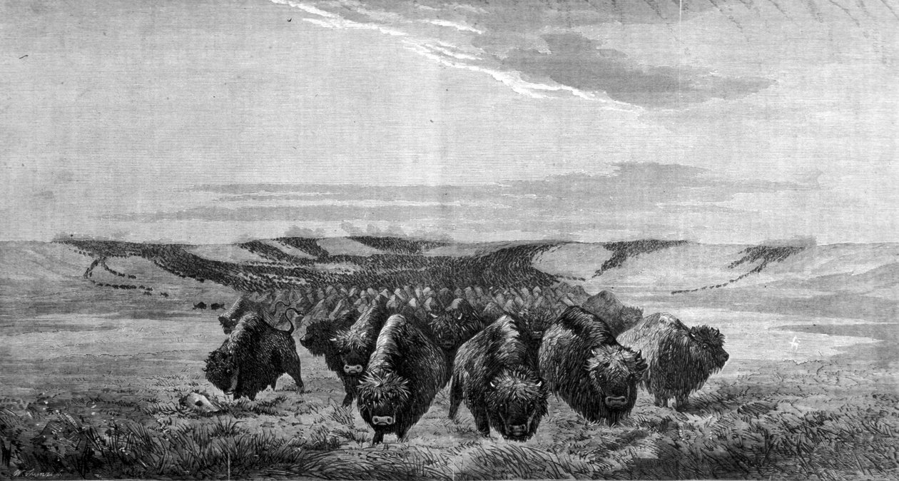 En enorm samling av bisoner krysser engen i Missouri-dalen av Unknown artist