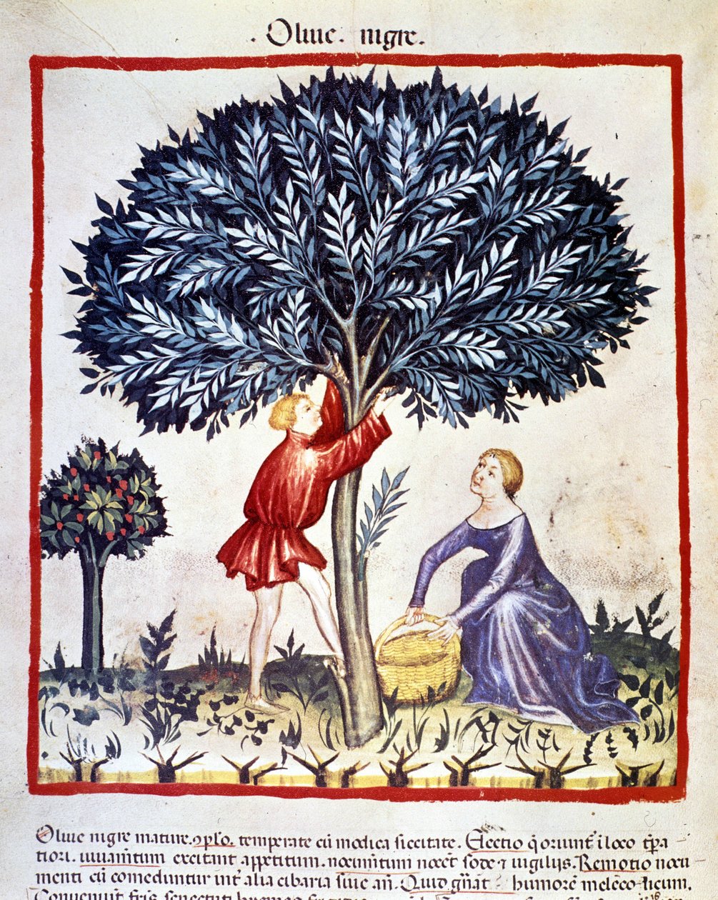 En mann klatrer på et oliventre for å plukke svarte oliven. Belysning fra melking av medisin og diett "" Tacuinum sanitatis"" av Unknown artist