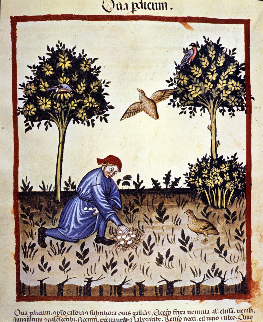 En mann plukker egg fra reiret til et rapphøne. Belysning fra melking av medisin og diett "" Tacuinum sanitatis"" av Unknown artist
