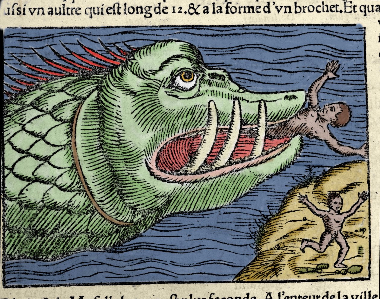 Et marint monster slår en svømmer nær kysten av Norge. Gravering av Olaus Magnus (1490 - 1557), svensk religiøs og geograf, "Historia de Gentis Septentrionalibus", Venezia av Unknown artist