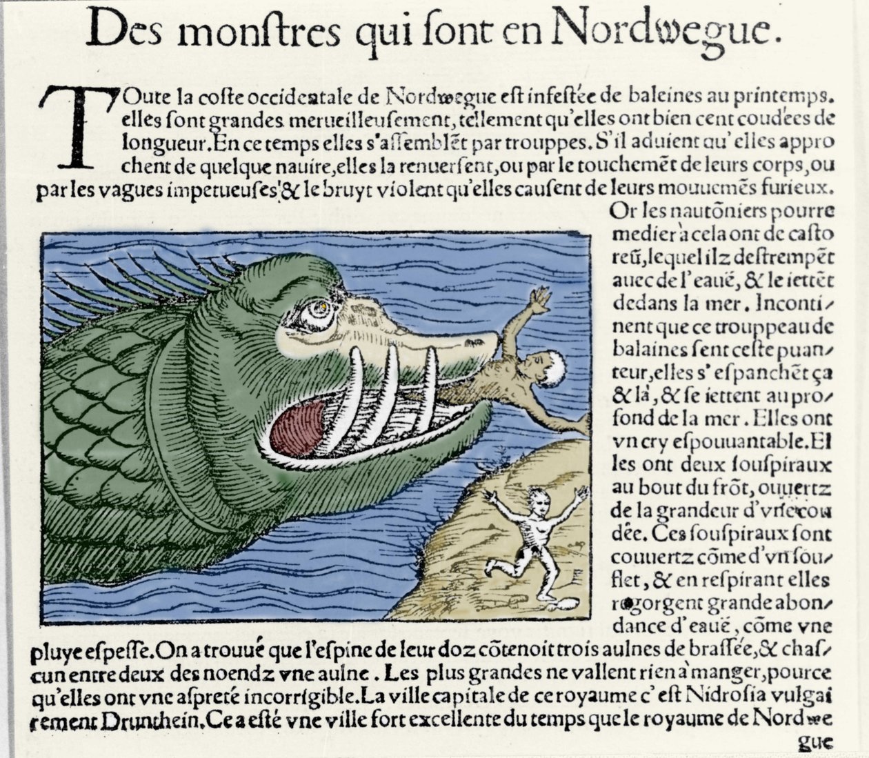 Et marint monster slår en svømmer nær kysten av Norge. Gravering av Olaus Magnus (1490 - 1557), svensk religiøs og geograf, "Historia de Gentis Septentrionalibus", Venezia av Unknown artist