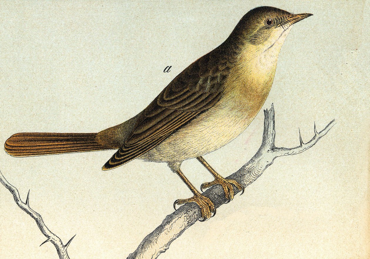 En nattergal - grav. 1800-tallet av Unknown artist