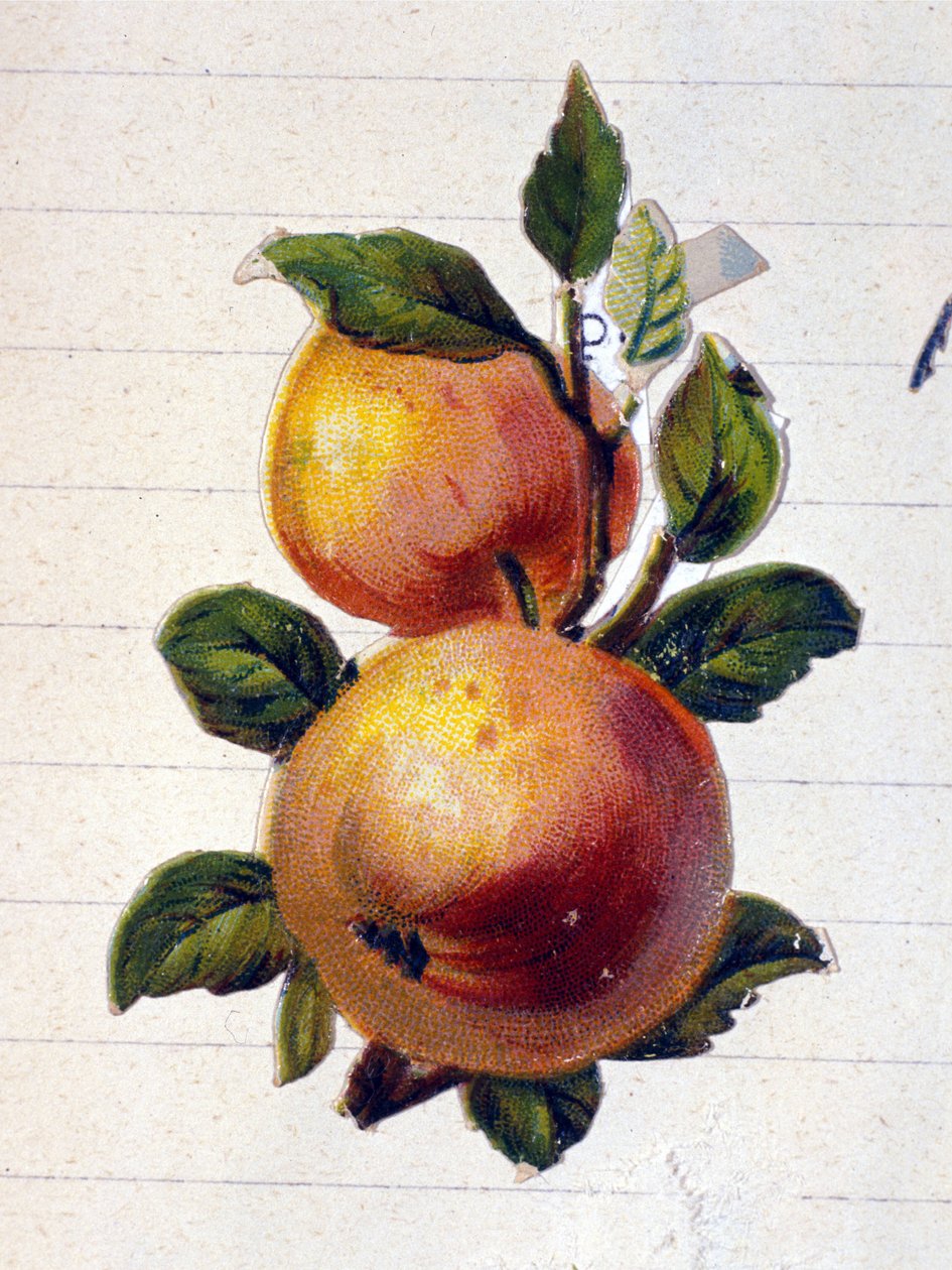 En fersken av Unknown artist