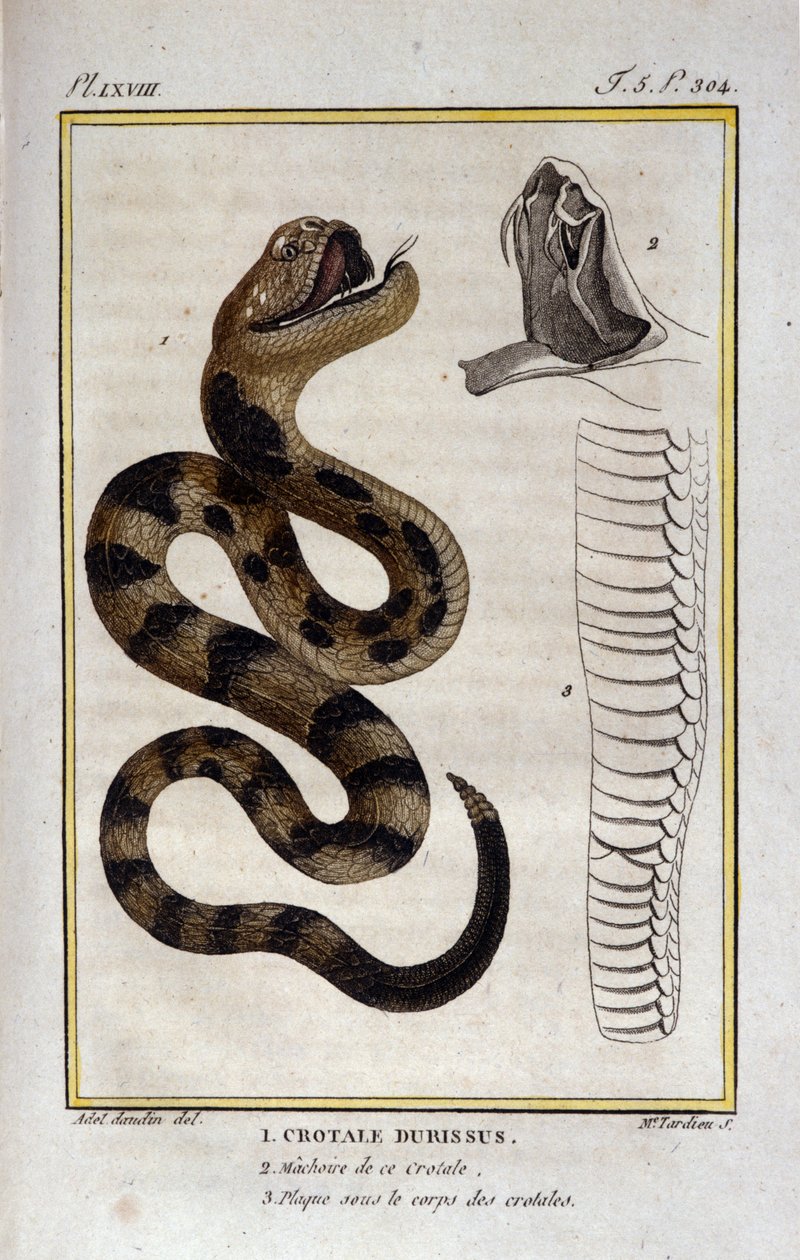 En klapperslange. Plate hentet fra en Natural History Treat of "" Works of Buffon"" av naturforsker Georges Louis Leclerc, greve av Buffon (1707 - 1788). 1800-tallet av Unknown artist