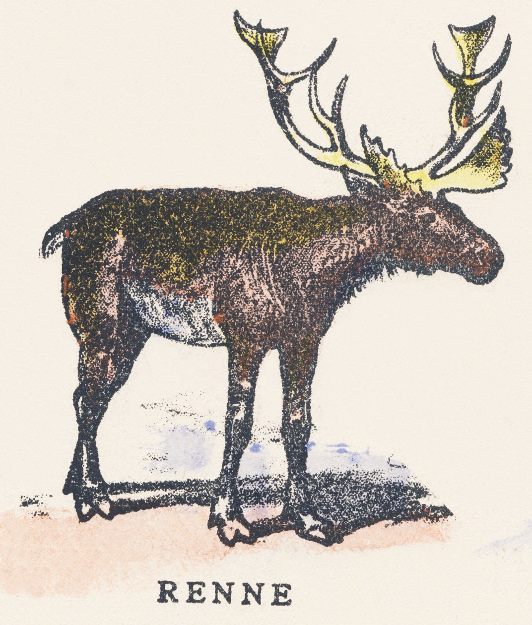 A: reinsdyr av Unknown artist