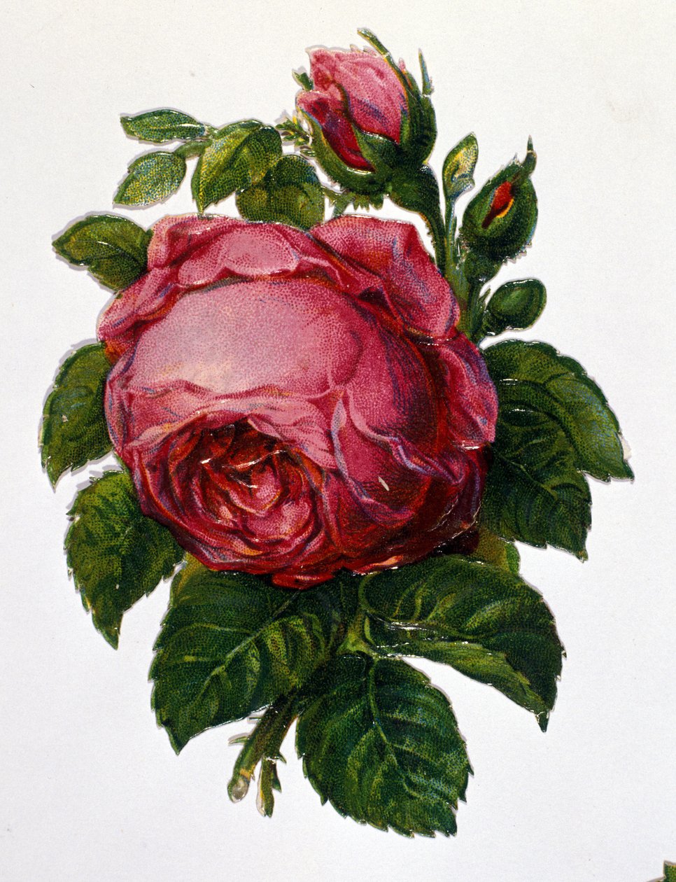 En rose av Unknown artist
