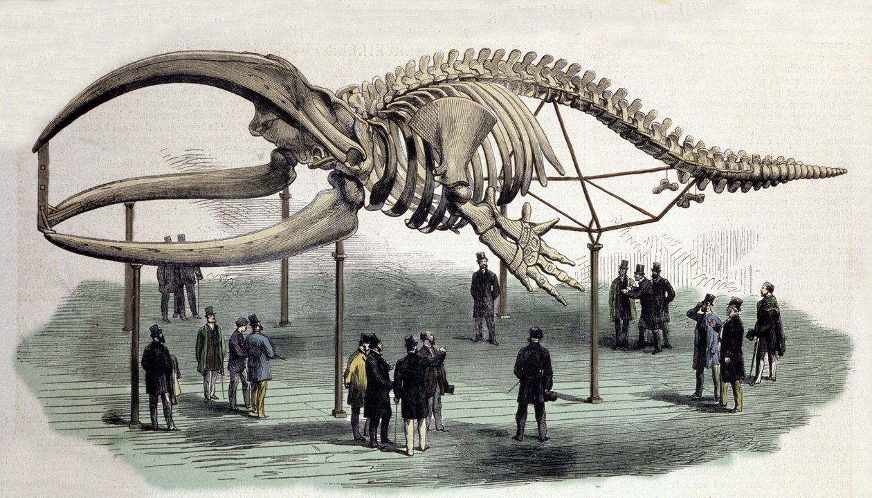 Et skjelett av hval ved Royal College of Surgeons i London. 1800-talls gravering av Unknown artist