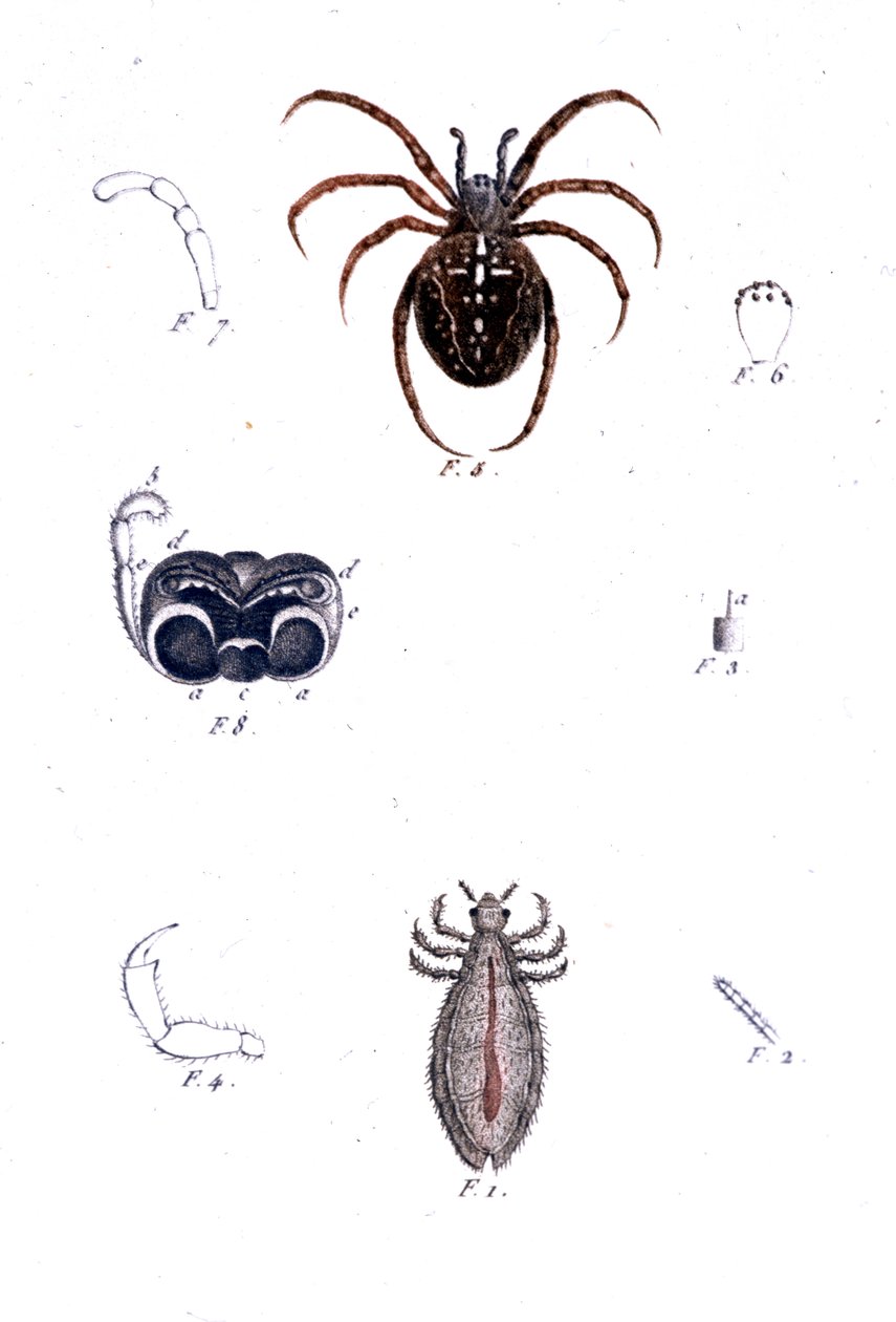 En edderkopp og en lus. Naturhistorisk styre, sd. 1800-tallet. av Unknown artist