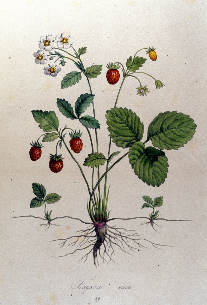 Et jordbærtre og dets frukter: botanisk bord fra 1800-tallet. av Unknown artist