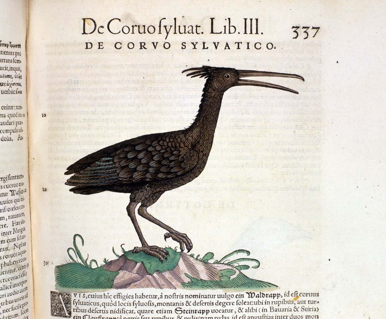 En vill ravn fra Historia Animalium til Conrad Gesner, Tiguri 1560. Biblioteca Nazionale Braidense. Milan av Unknown artist