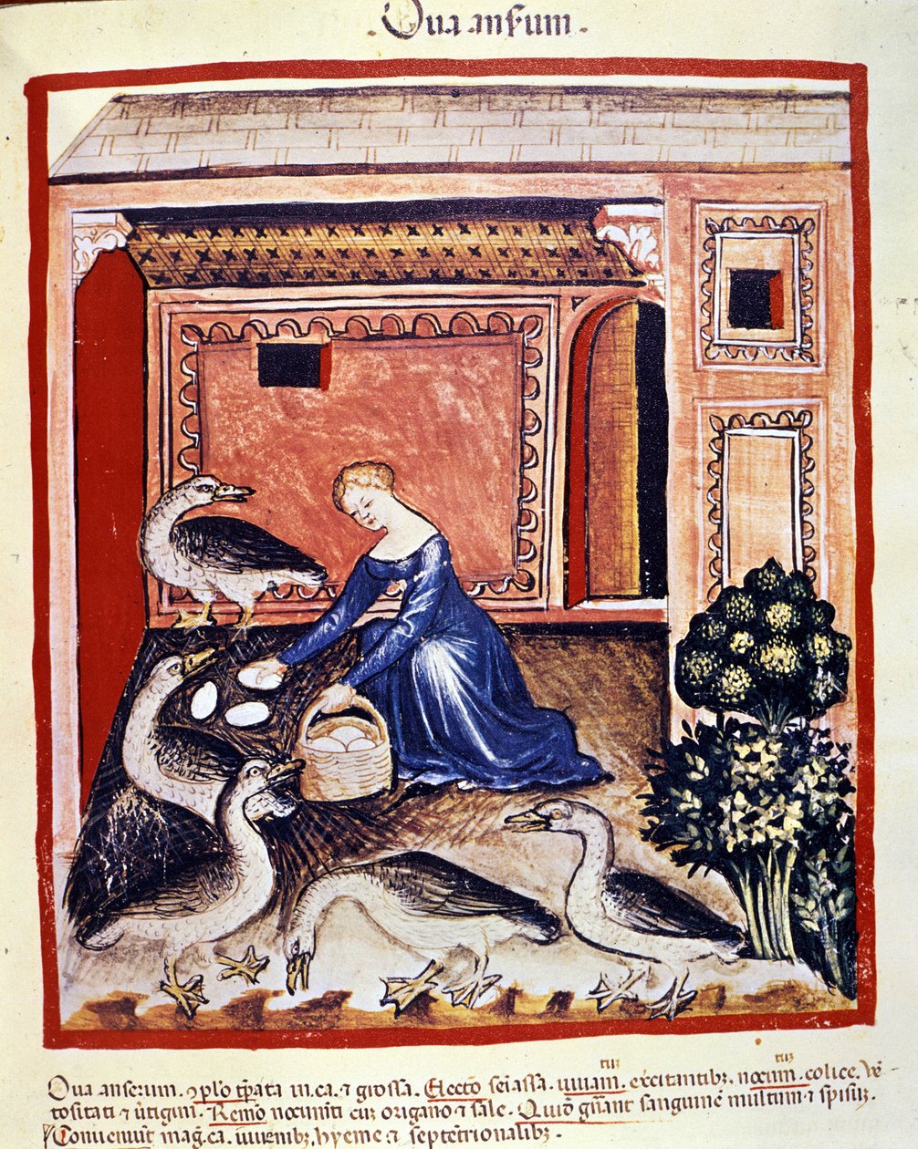 En ung kvinne plukker opp stokkegg. Belysning fra melking av medisin og diett "" Tacuinum sanitatis"" av Unknown artist