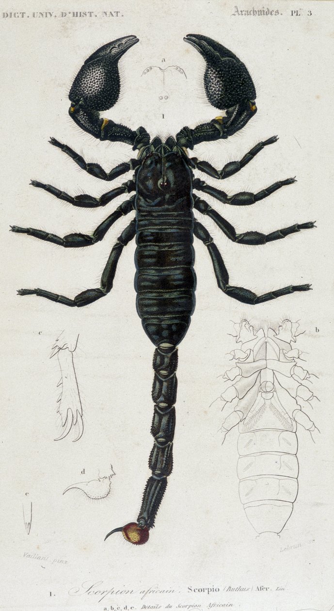 African Scorpion - Natural History Board av Unknown artist