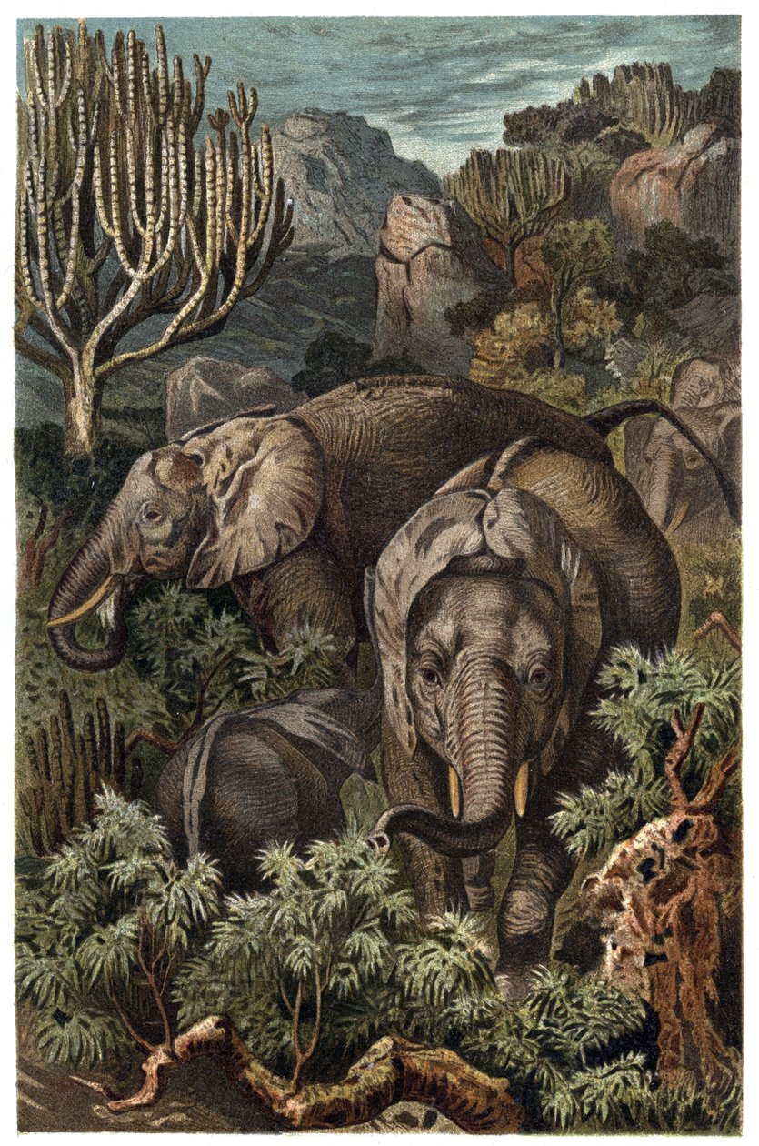 African elephant (Loxodonta) - African elephant (Loxodonta) - engraving from “” Brehm