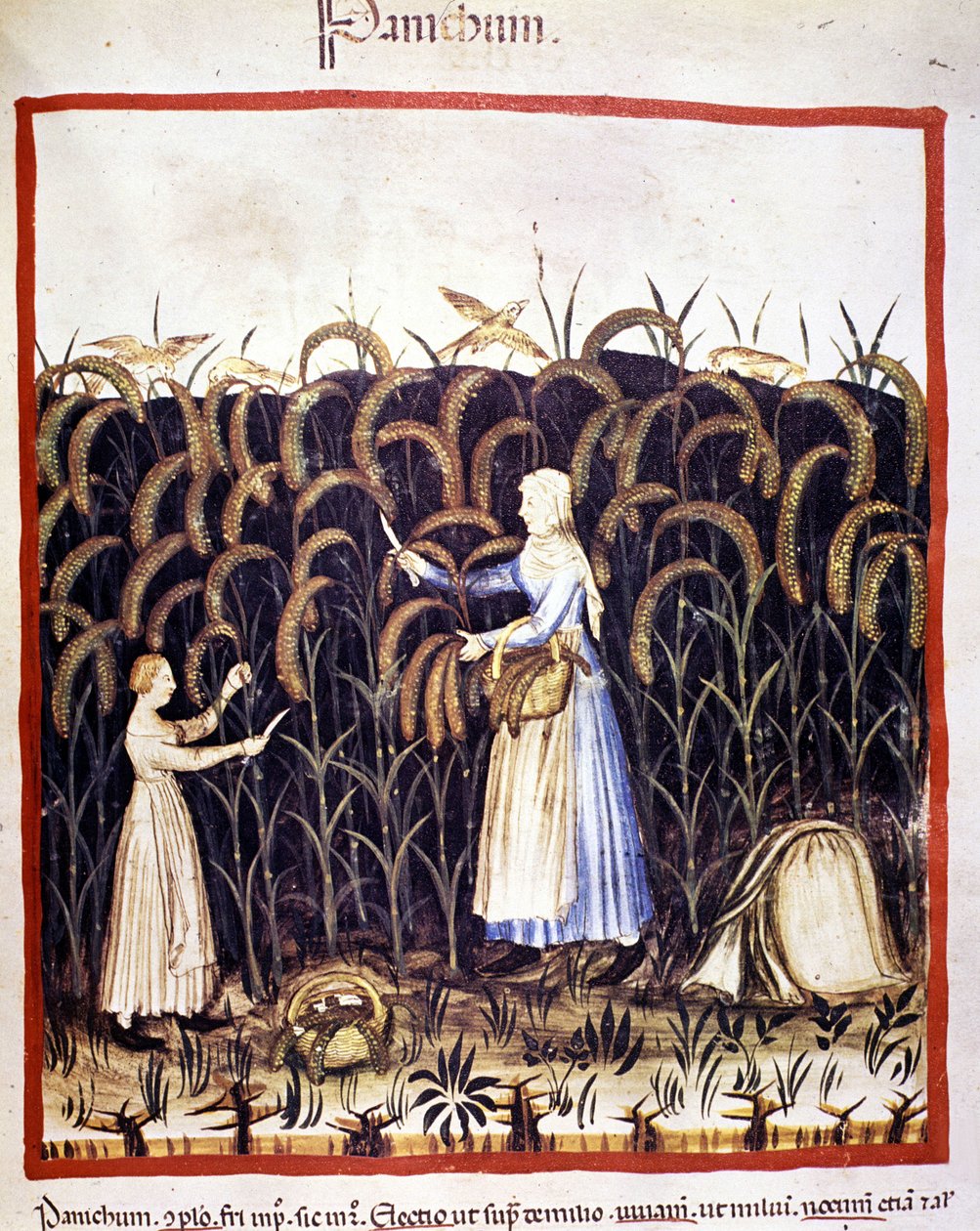 Jordbruk. Recolle panikk (kornblanding). Belysning fra melking av medisin og diett "" Tacuinum sanitatis"" av Unknown artist