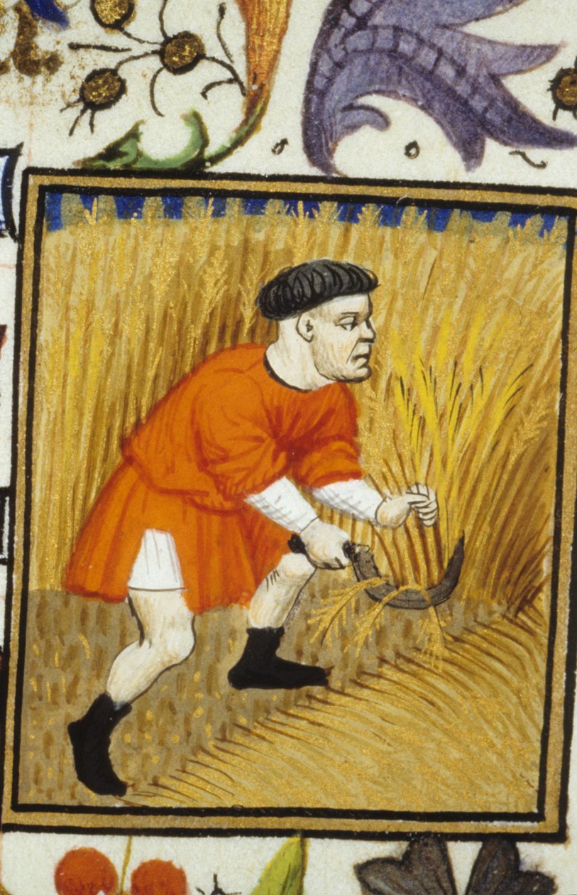 Allegorisk fremstilling av juli. Høst: en bonde som klipper gylden hvete. Miniatyr av et manuskript fra 1300-tallet. av Unknown artist