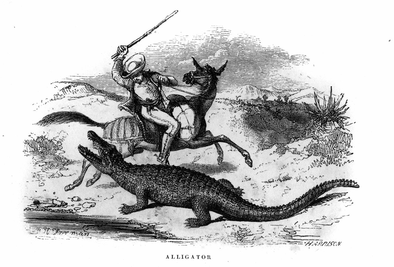 Alligator i Sør-Amerika på midten av 1800-tallet. av Unknown artist