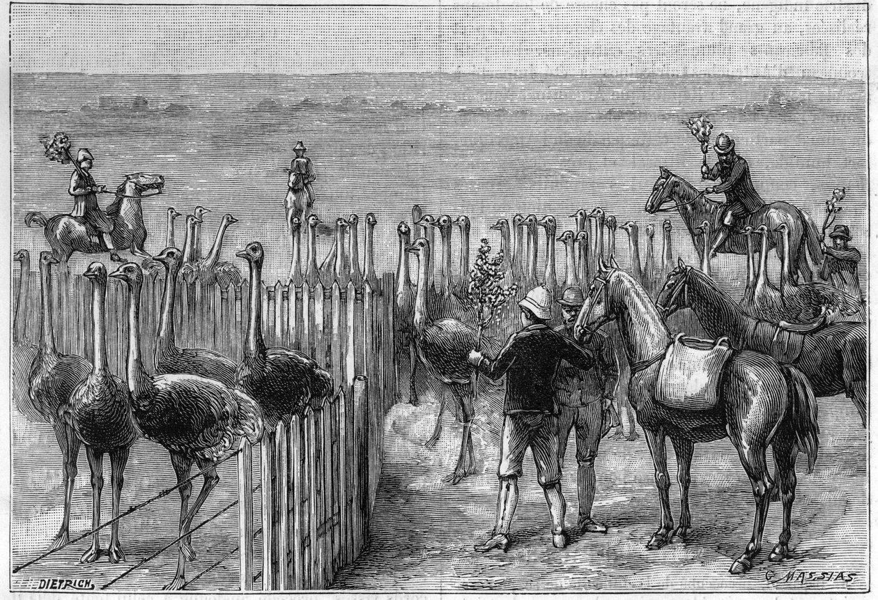 En strutsepark i Heaterton Towers i det sørlige Afrika i 1895. av Unknown artist