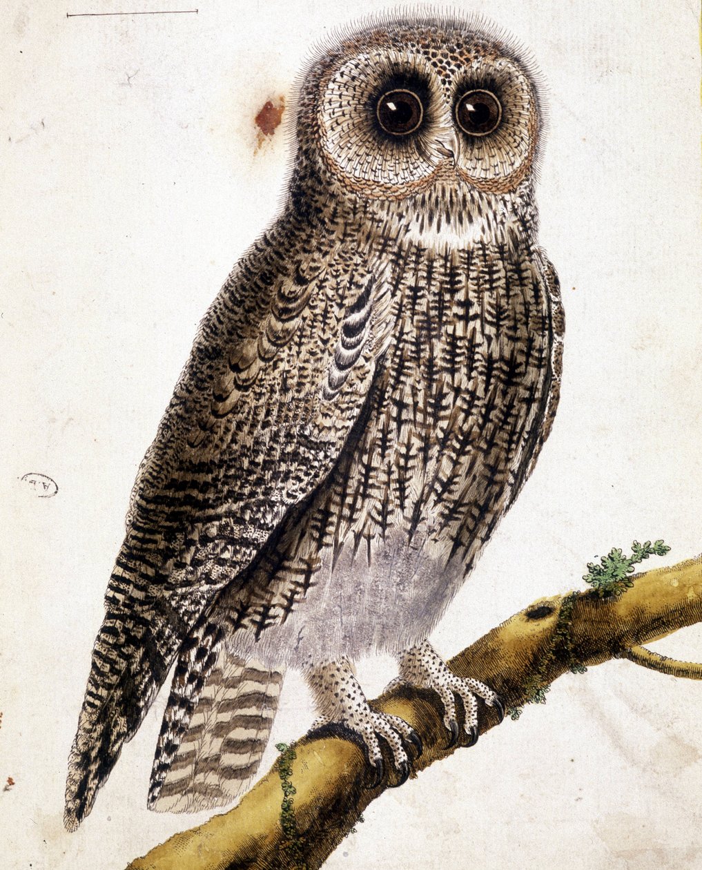 En ugle. 1800-talls gravering. av Unknown artist