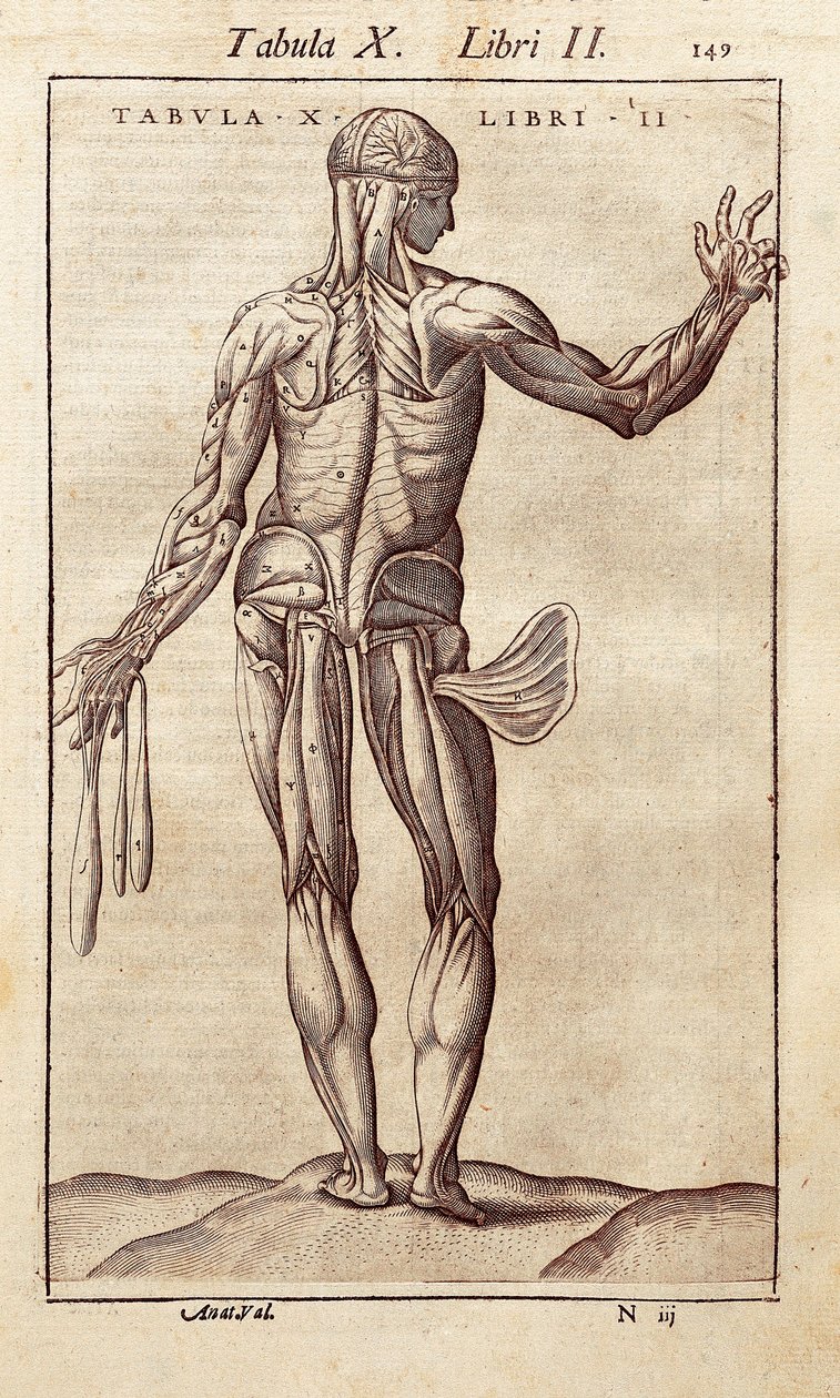 Anatomisk bord som representerer en mann på ryggen. Gravering i "" Anatomia Corporis Humani "" av Juan Valverde De Amusco (1525-1588). Barcelona. Biblioteca de Catalunya (nasjonalbiblioteket i Catalonia, Barcelona). av Unknown artist