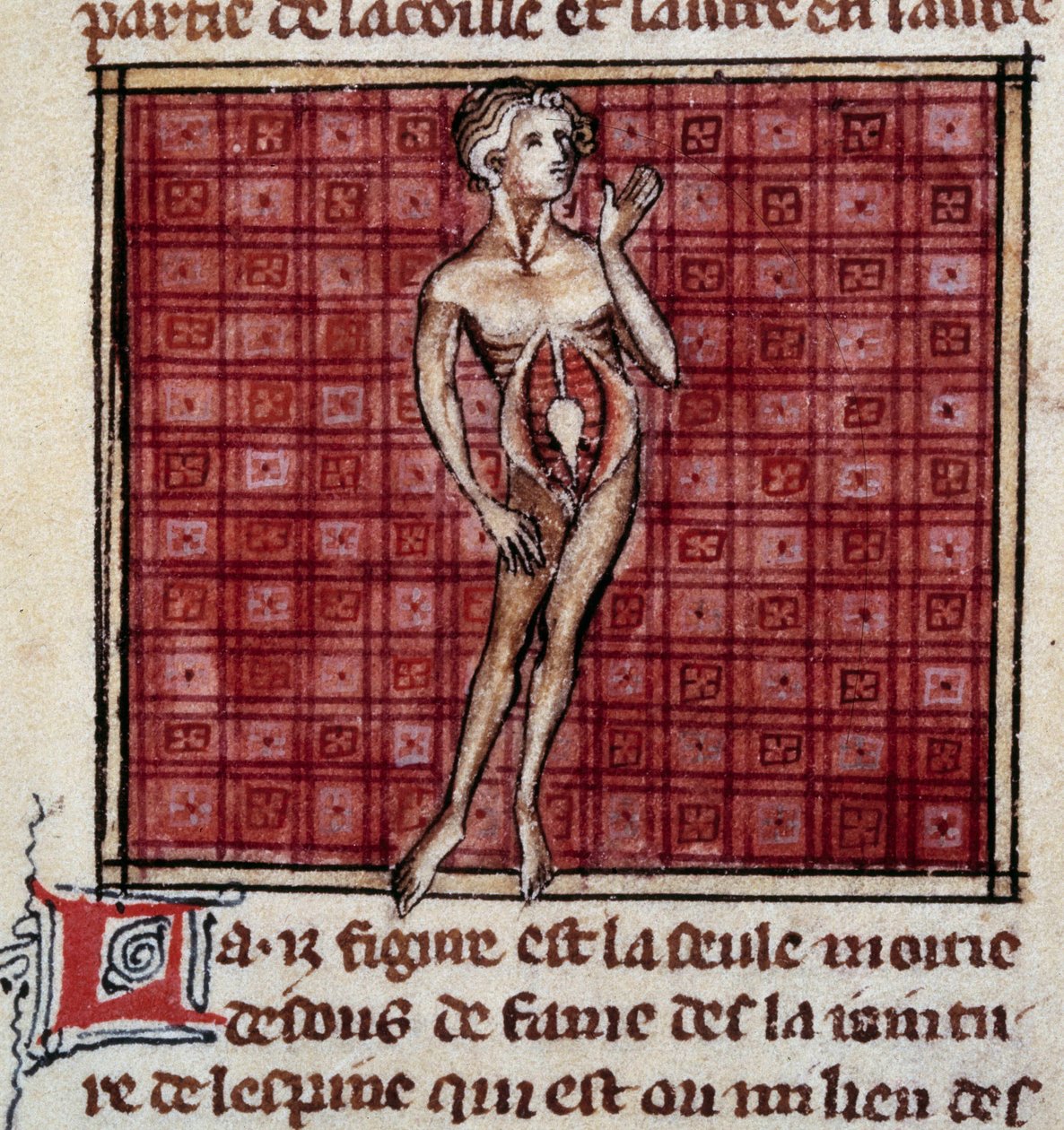 Anatomiske figurer: mannlig og kvinnelig bark, åpen mage (mage), som viser nyrer, blære, kjønnsorganer: detalj av mannen. Miniatyr fra manuskriptet "" Surgery" (Folio 29) skrevet av Henri de Mondeville (kirurg ved Philippe Le Bel professor i anatomi) av Unknown artist