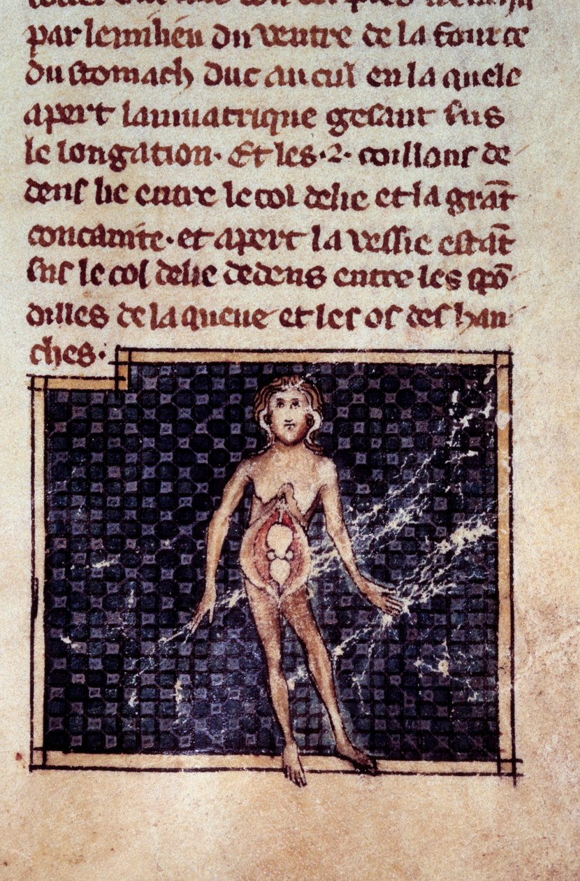 Anatomiske figurer: mannlige og kvinnelige peelinger, åpen buk, som viser nyrene, blæren, kjønnsorganene: detalj av kvinnen. Miniatyr fra manuskriptet "" Surgery" (Folio 29) skrevet av Henri de Mondeville (kirurg ved Philippe Le Bel professor i anatomi) av Unknown artist
