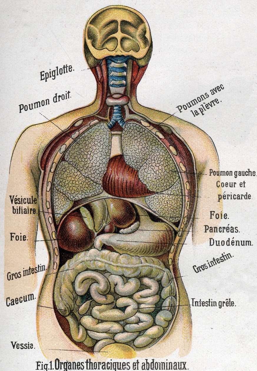 Anatomi: Bryst og mageorgan. (Tarm, lever, bukspyttkjertel, lunge etc.) i Den nye naturmedisinen av F.E. Bilz.1898. av Unknown artist