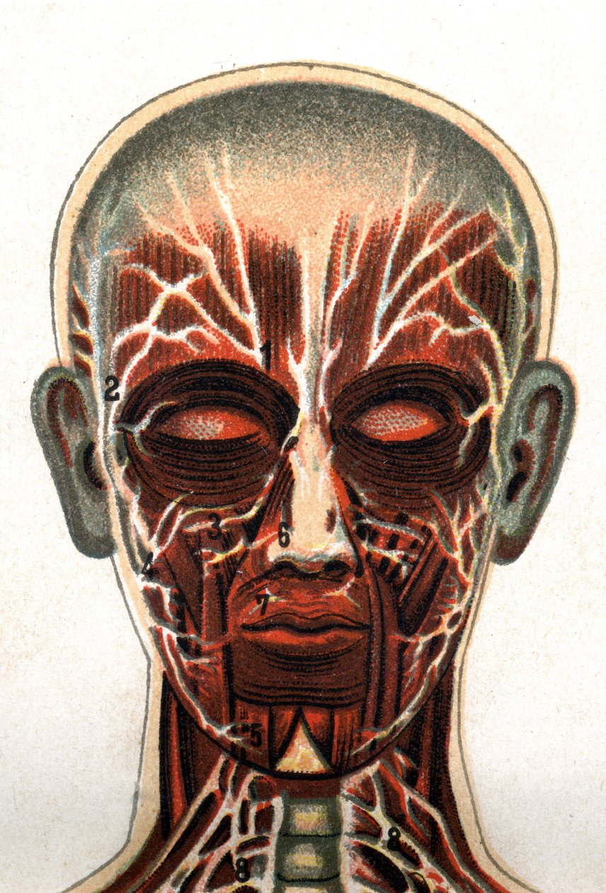 Anatomy: cross section of the human skull, section seen from the front representing the muscular system. “The new natural medication” by F.E. Bilz.1898. av Unknown artist