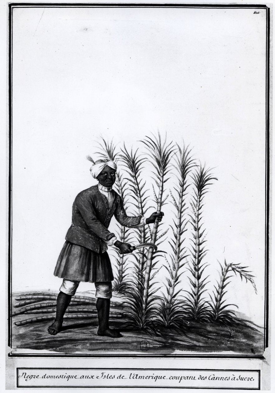 Antiller, innenlandsk nigger som skjærer sukkerrør. av Unknown artist