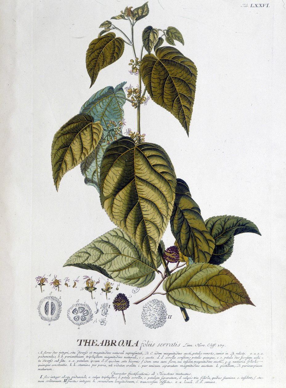 Arbroma teplante - botanisk bord av Unknown artist