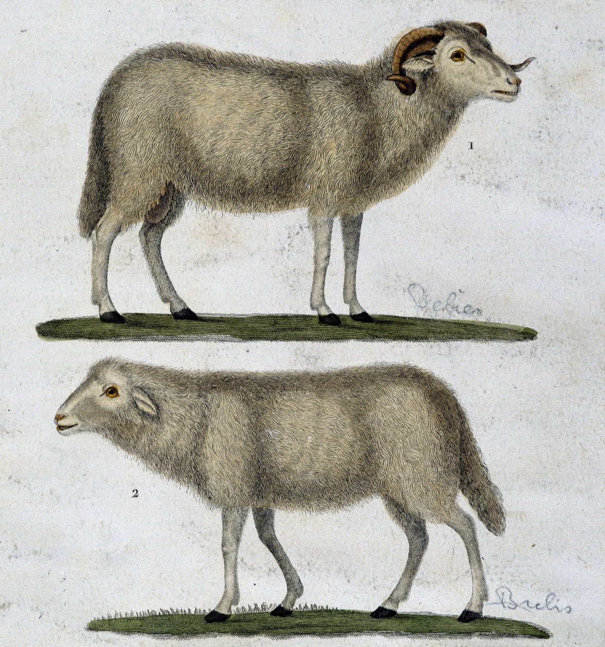 Væren og sauene av Unknown artist