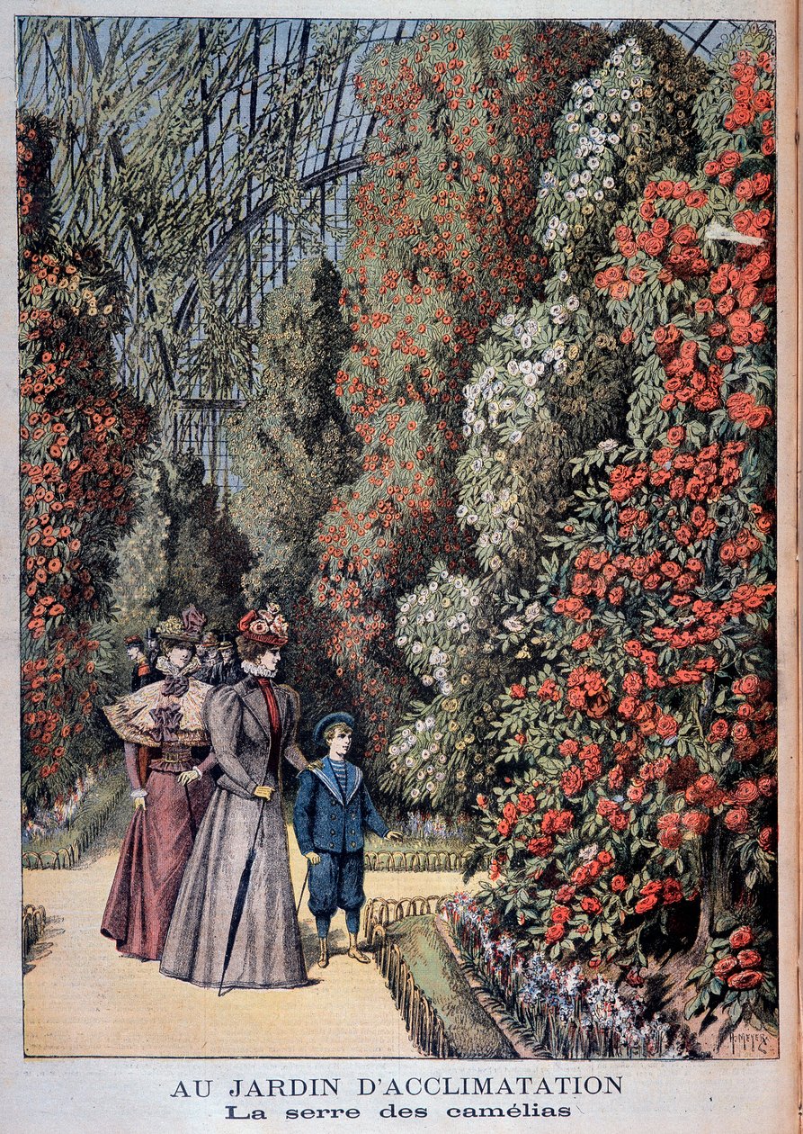 I akklimatiseringshagen: kameliadrivhuset - i "" Le Petite Journal"" av Unknown artist